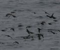 Storm-petrels